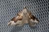 Scotopteryx moeniata